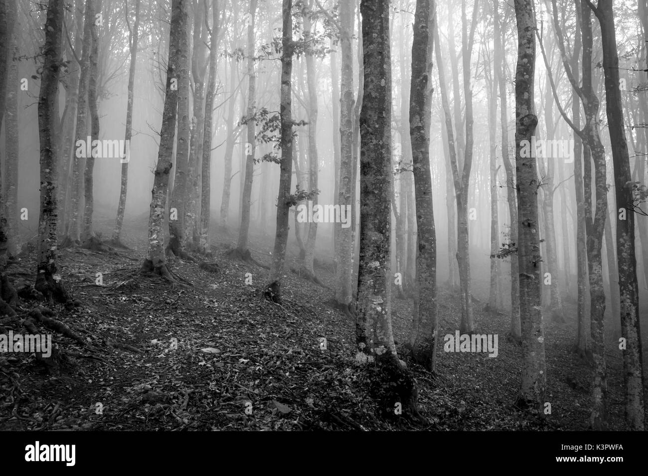 Sassofratino Reserve, Foreste Casentinesi National Park, Badia Prataglia, Tuscany, Italy. Mist in the forest. Stock Photo