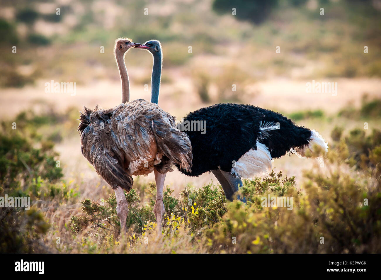 Samburu National Reserve. Kenya, Africa. Couple of Ostriches Somalis (Struthio molybdophanes). Stock Photo
