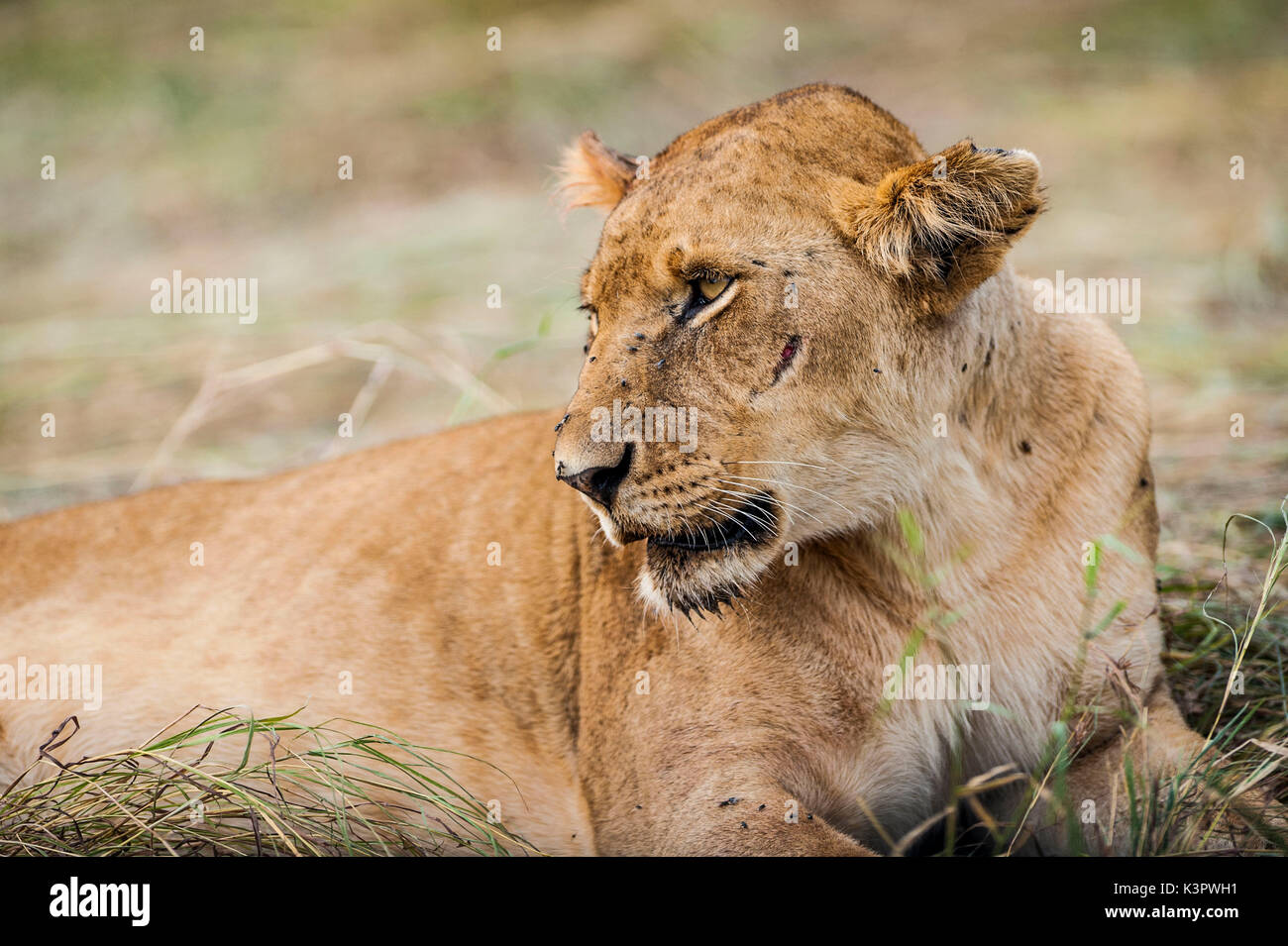 Masai Mara National Reserve. Kenya, Africa. Lioness (Panthera leo) relaxing after hunt. Stock Photo
