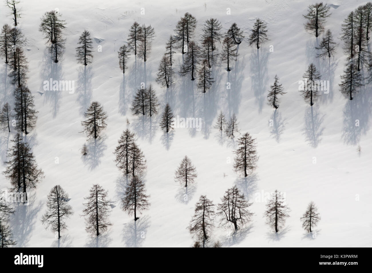 Mountain stream, European Larchs, Larix decidua, Pinaceae, Val da Larisch,  Dumagns, Muntogna da Schons, Alps, Canton of Graubünden, Switzerland Stock  Photo - Alamy