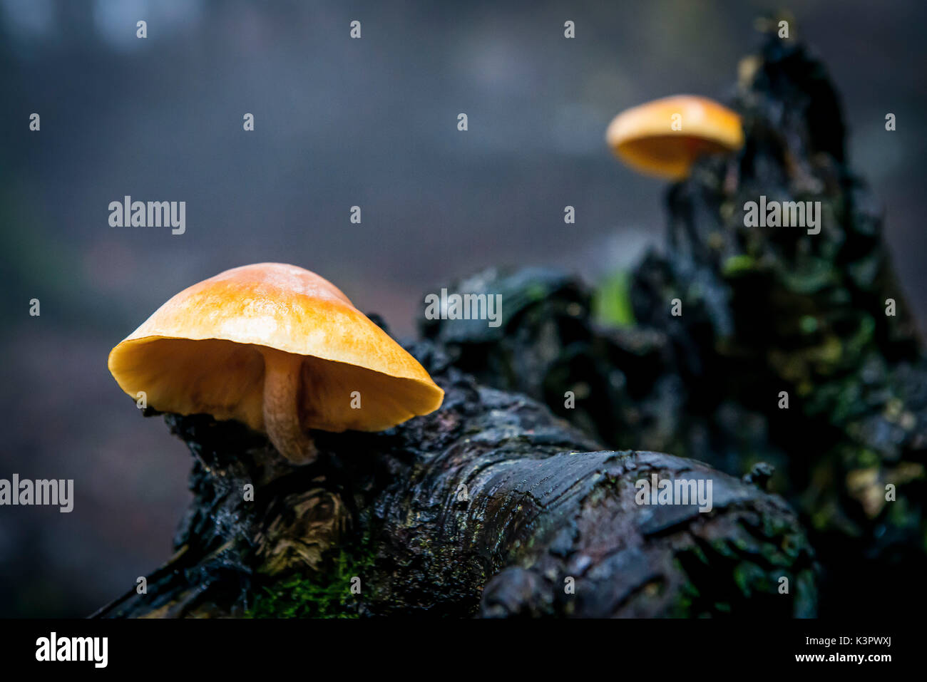 Sassofratino Reserve, Foreste Casentinesi National Park, Badia Prataglia, Tuscany, Italy, Europe. Mushrooms on wet branch. Stock Photo