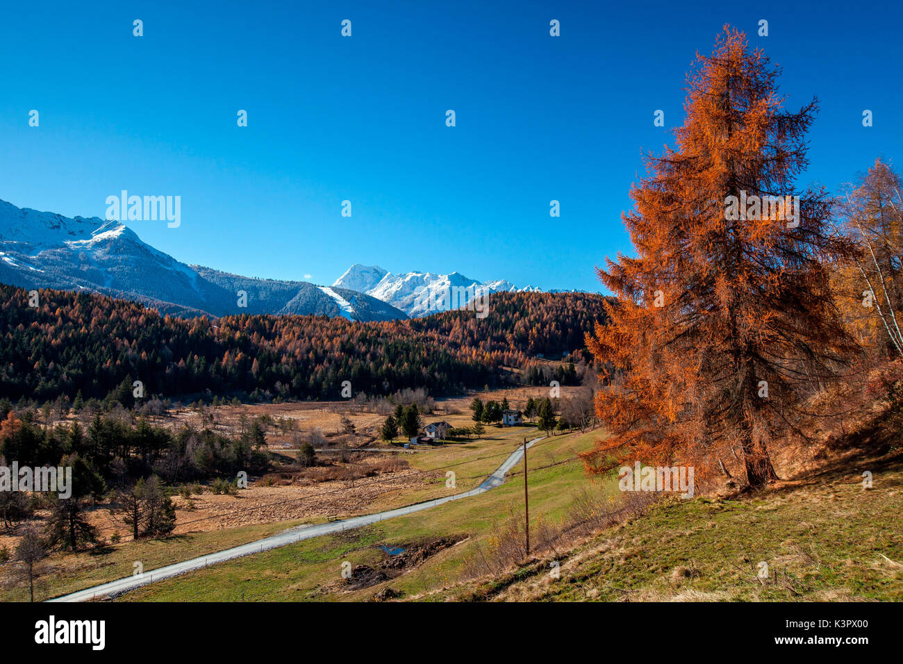 The rich oranges of the trees in the Trivigno plain contrasting with the whites of the snow-capped peaks in the background - Trivigno, Valtellina, Sondrio, Lombardy, Italy. Europe Stock Photo