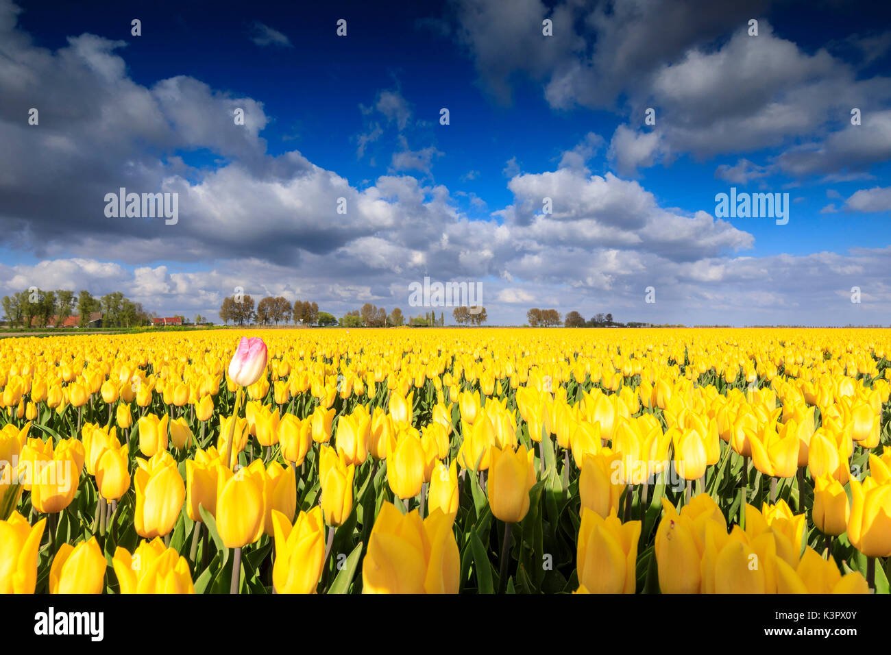 Blue sky and clouds in the fields of yellows tulips in bloom Oude-Tonge Goeree-Overflakkee South Holland The Netherlands Europe Stock Photo