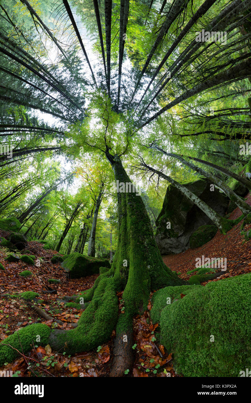 Wide angle photo of one beech tree in Masino forest, Valmasino, Province of Sondrio, Lombardy, Italy Stock Photo