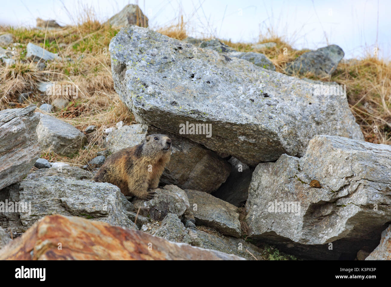 Marmot (Marmota marmota), Sondrio, Italy Stock Photo