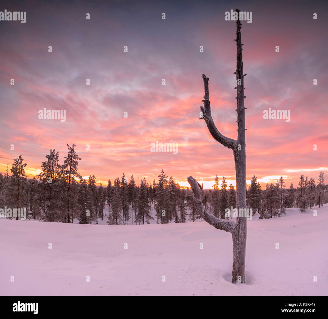 Panorama of the snowy woods framed by the pink sky at sunset Vennivaara Rovaniemi Lapland region Finland Europe Stock Photo