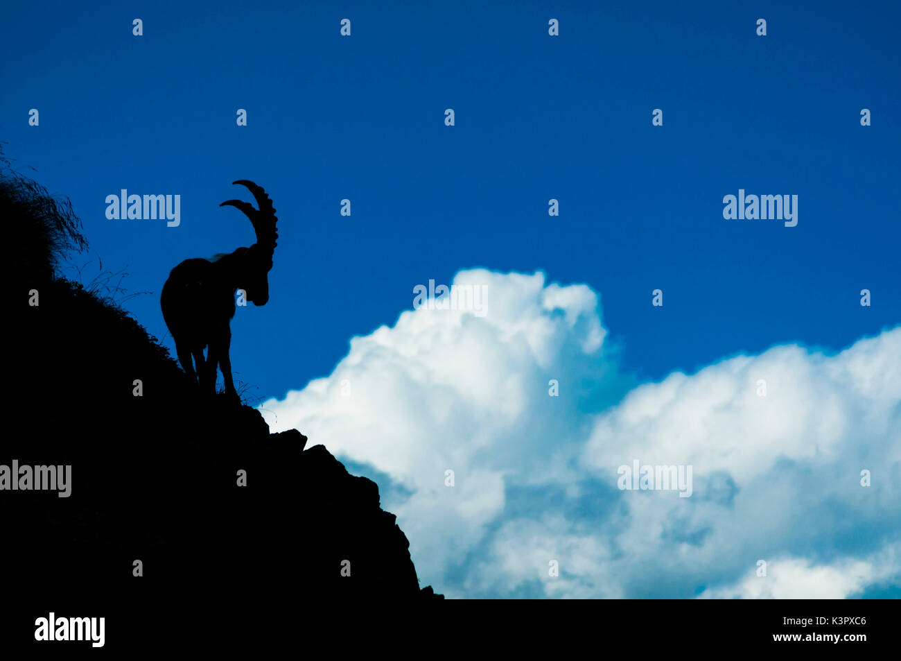 Alpine ibex, stainbock, in siluette with a cumulus cloud, Val d'Arigna, Lombardy, Italy Stock Photo