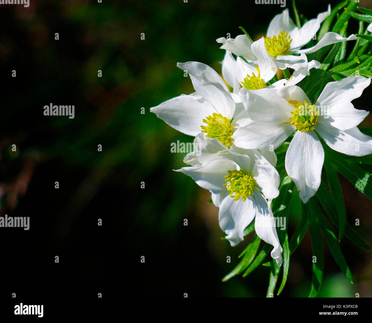 Narcissus flowered anemone, Val d'Arigna, Lombardy, Italy Stock Photo