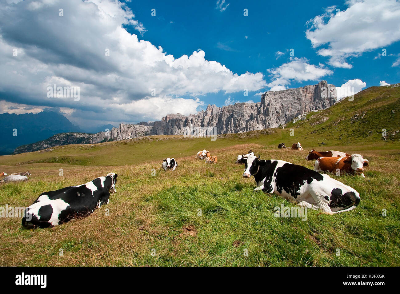 Some Friesian cows resting by Pass Giau. Holstein Friesians (often shortened as holsteins) are a breed of cattle known today as the world's highest-production dairy animals - Dolomites, Trentino Alto Adige Italy Europe Stock Photo