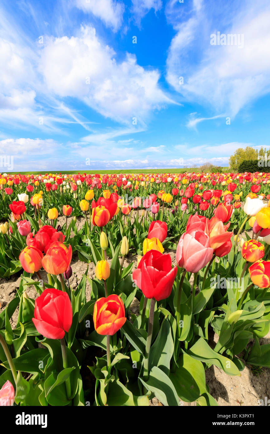 Blue sky and clouds on fields of multicolored tulips Yerseke ...