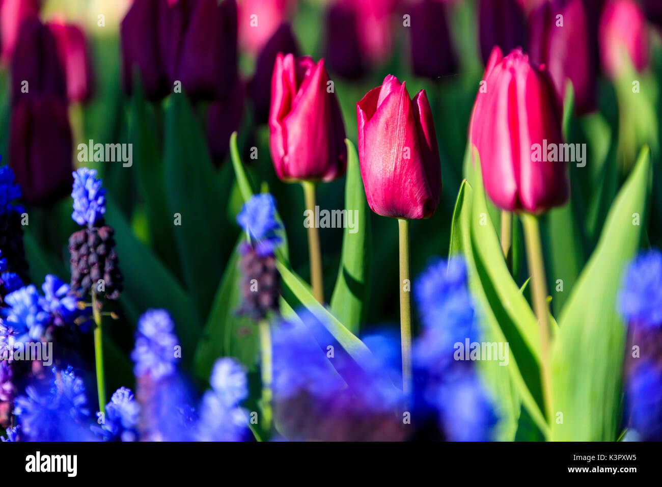 Close up of purple tulips and blue flowers in bloom at the Keukenhof Botanical garden Lisse South Holland The Netherlands Europe Stock Photo