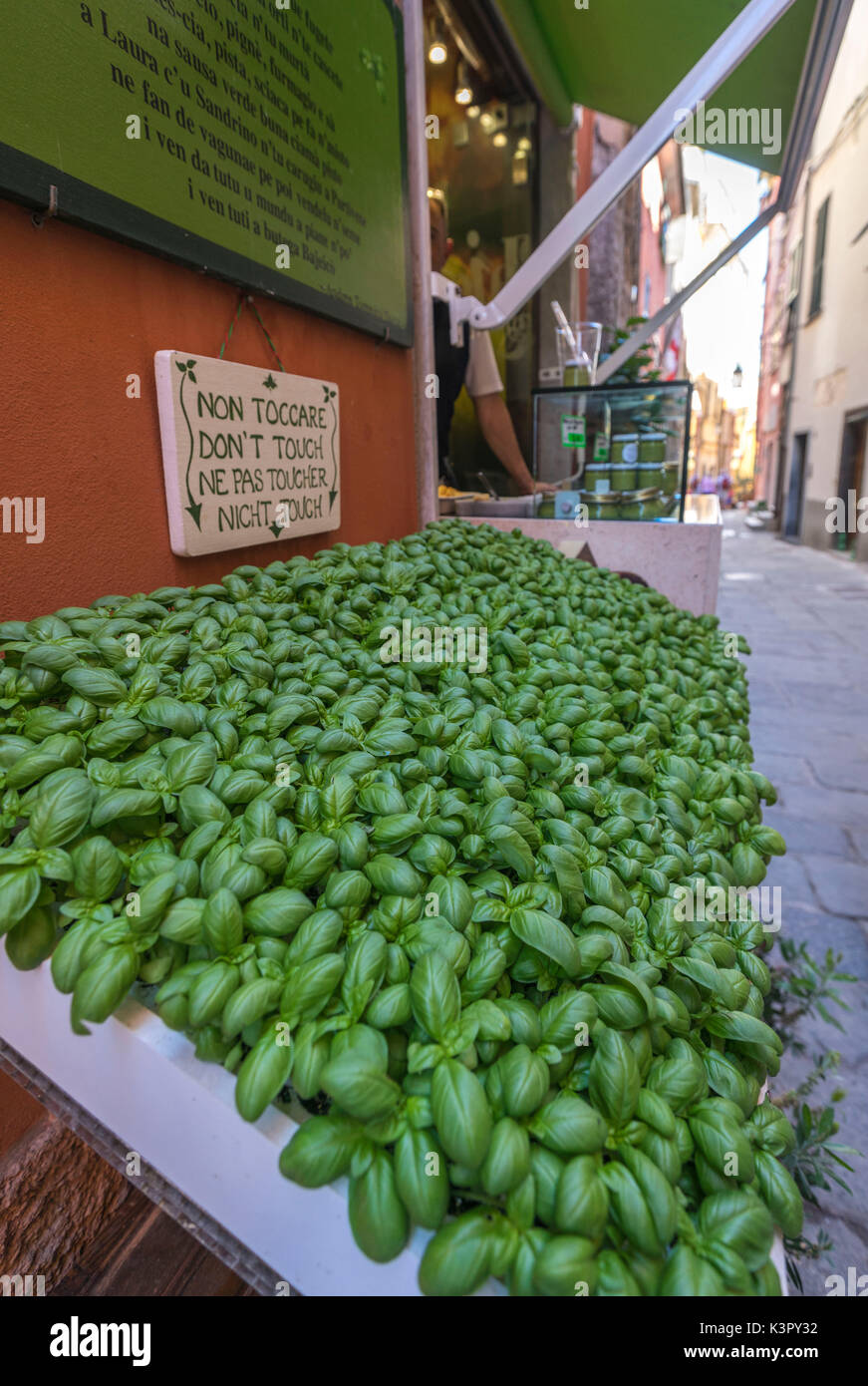 Fresh basil ingredient of typical pesto alla genovese sauce in the shops of Portovenere La Spezia province Liguria Italy Europe Stock Photo