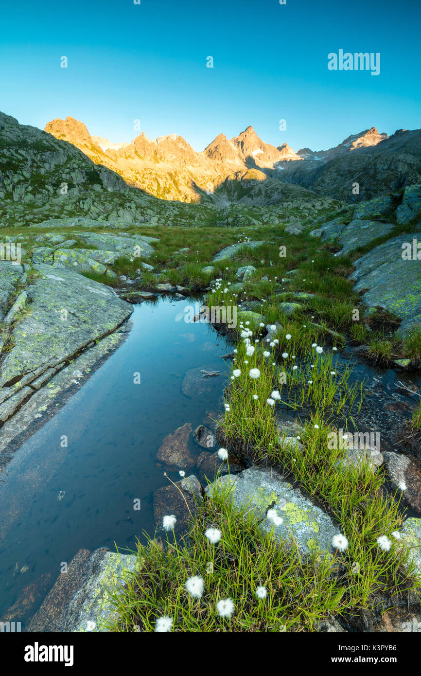 The cotton grass frames the blue water of Lago Nero at dawn Cornisello Pinzolo Brenta Dolomites Trentino Alto Adige Italy Europe Stock Photo