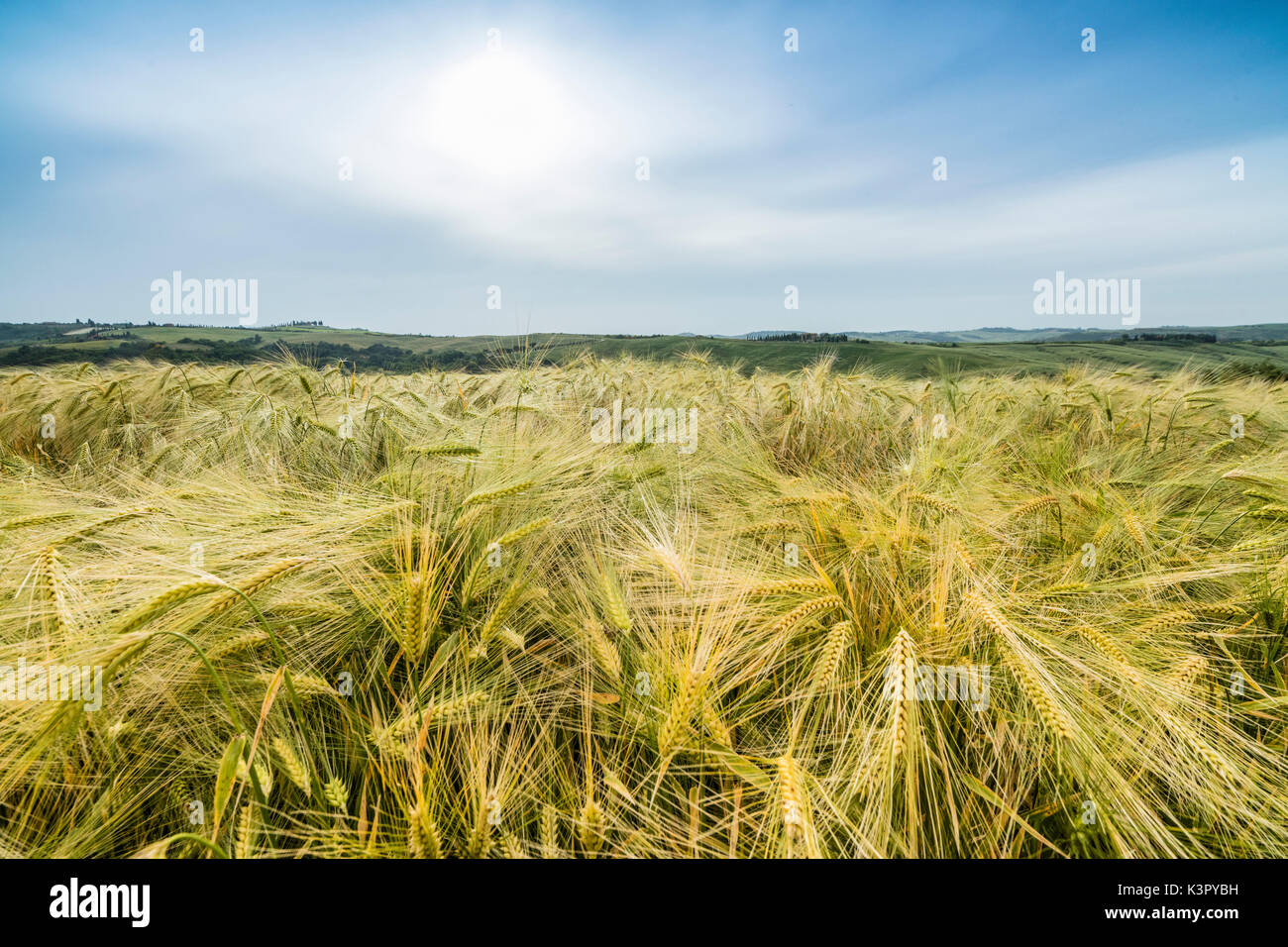 Fields of ears of corn and on the gentle green hills of Val d'Orcia province of Siena Tuscany Italy Europe Stock Photo