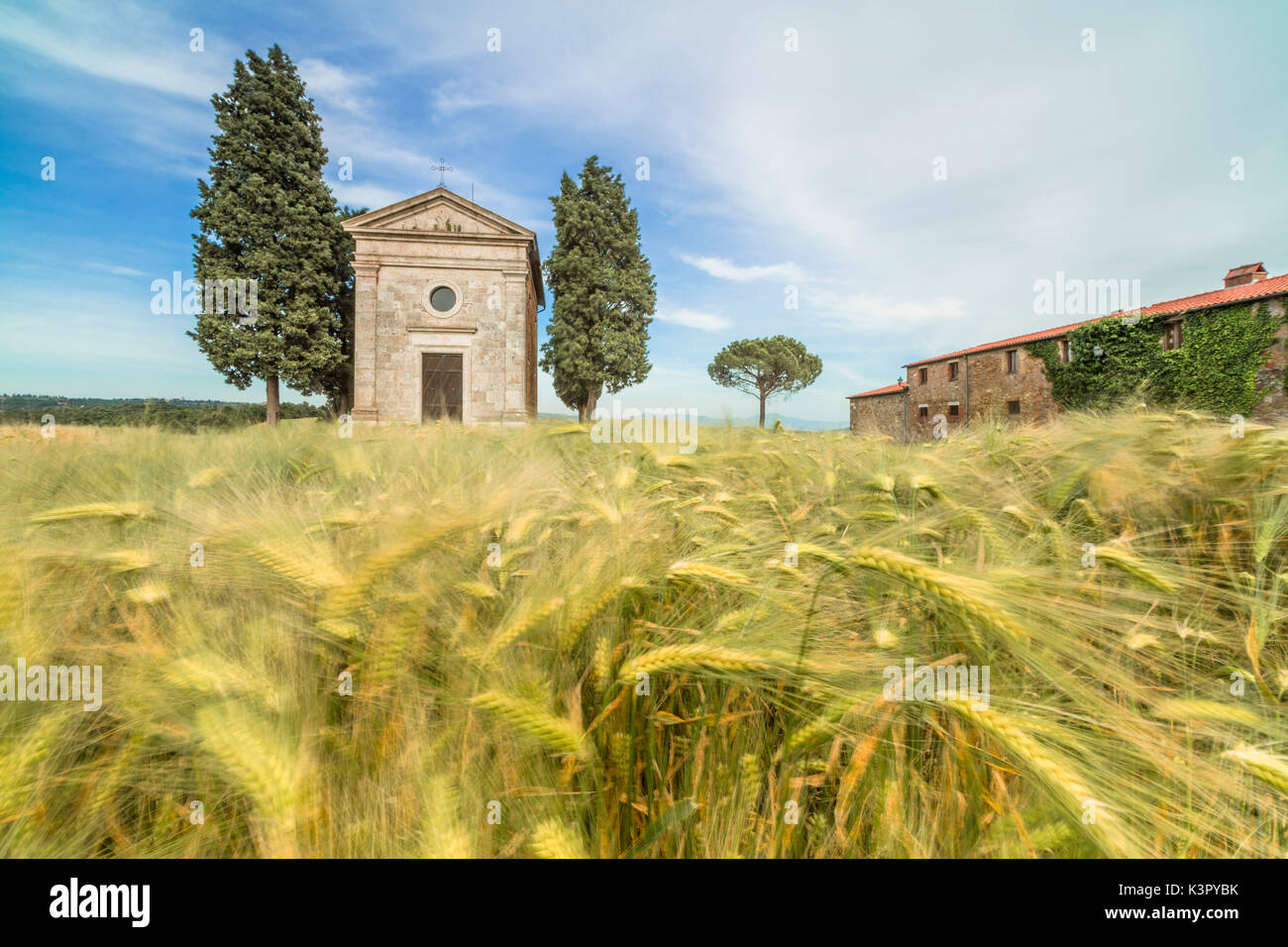 Fields of ears of corn on the gentle green hills of Val d'Orcia province of Siena Tuscany Italy Europe Stock Photo