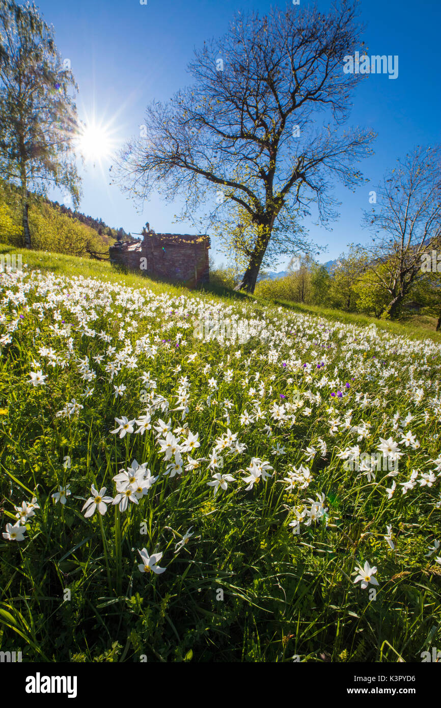 Spring bloom of daffodils in the green meadows of the Orobie Alps Dossa province of Sondrio Valtellina Lombardy italy Europe Stock Photo