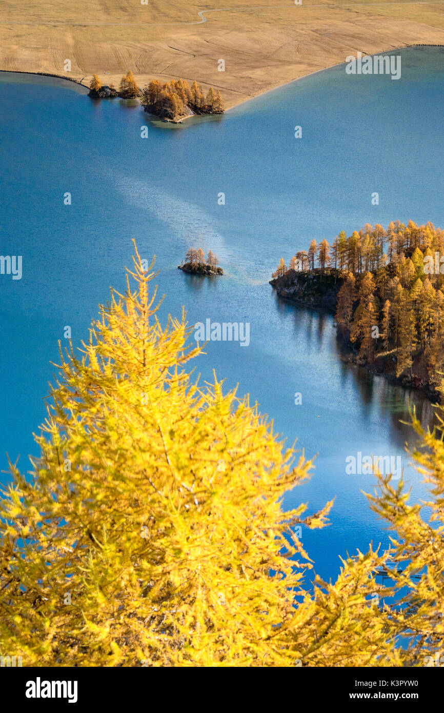 The yellow larches and woods frame Lake Sils in autumn Plaun da Lej Upper Engadine Canton of Graubunden Switzerland Europe Stock Photo