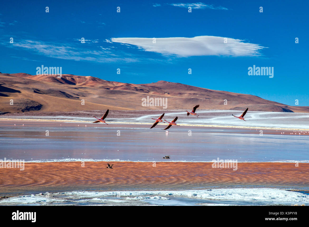 Flamingoes flying over the Laguna Colorada (Red Lagoon), a shallow salt lake in the southwest of the altiplano of Bolivia, within Eduardo Avaroa Andean Fauna National Reserve and close to the border with Chile - Bolivia South Amercia Stock Photo