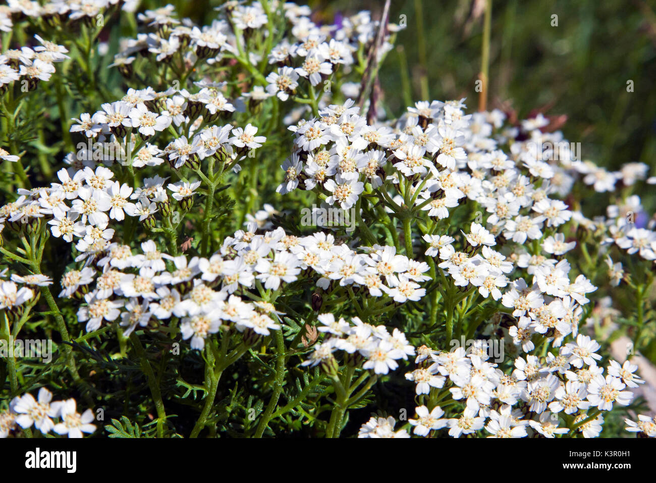 Achillea erba-rotta, common name Simple Leaved Milfoil, is a perennial flowering plant of the genus Achillea, belonging to the Asteraceae family, used to prepare liqueurs and digestives. Lombardy Italy Europe Stock Photo