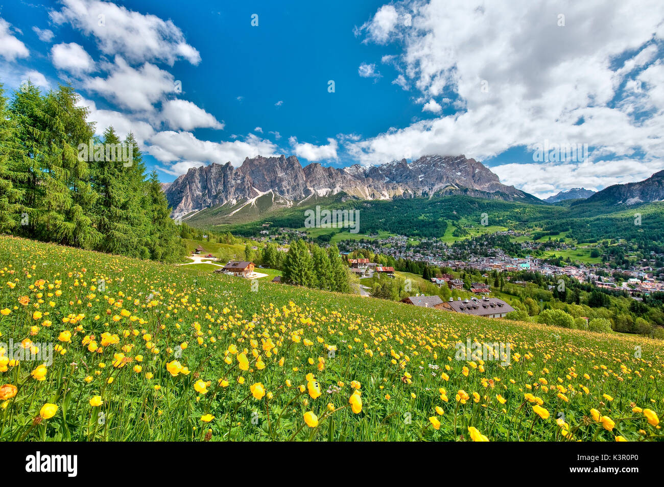 Trollius europaeus or globe-flower blooming in the valley of Cortina d'Ampezzo with the majestic Mount Cristallo in the background, Dolomites, Trentino Alto Adige Italy Europe Stock Photo