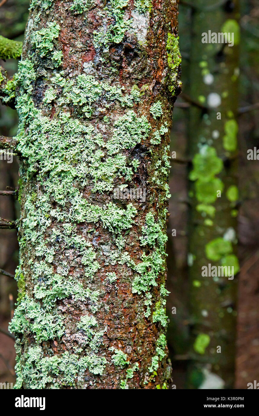 Moss and lichen covering a tree trunk in a wet wood, Lombardy Italy Europe Stock Photo