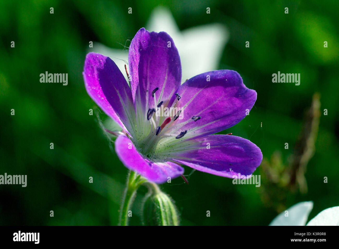 Geranium sylvaticum, wood cranesbill, woodland geranium, is a species of hardy flowering plant in the Geraniaceae family, native to Europe and northern Turkey. Lombardy Italy Europe Stock Photo