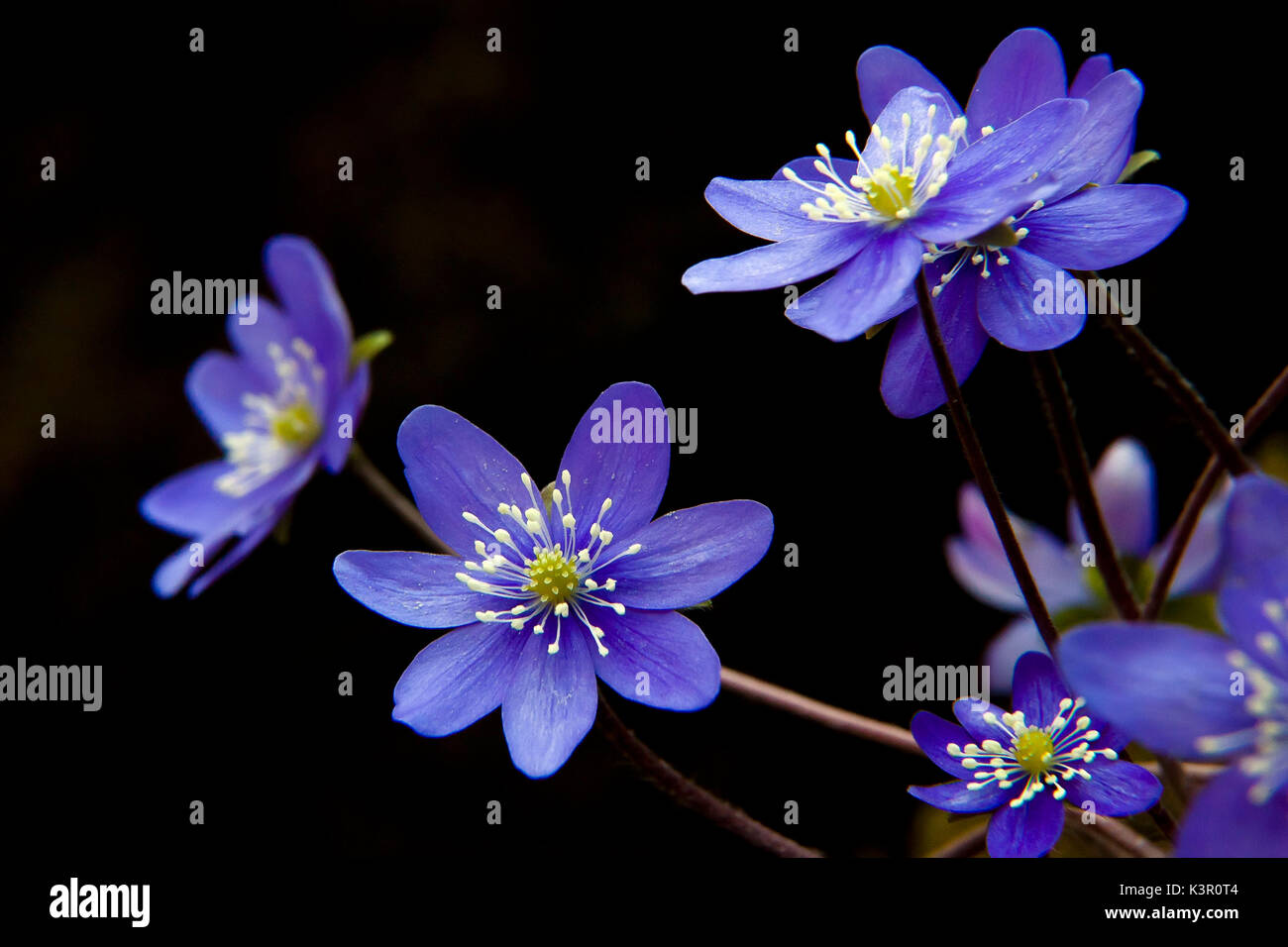 Hepatica, liverleaf, liverwort, is a genus of herbaceous perennials in the buttercup family, native to central and northern Europe, Asia and eastern North America. Lombardy Italy Europe Stock Photo