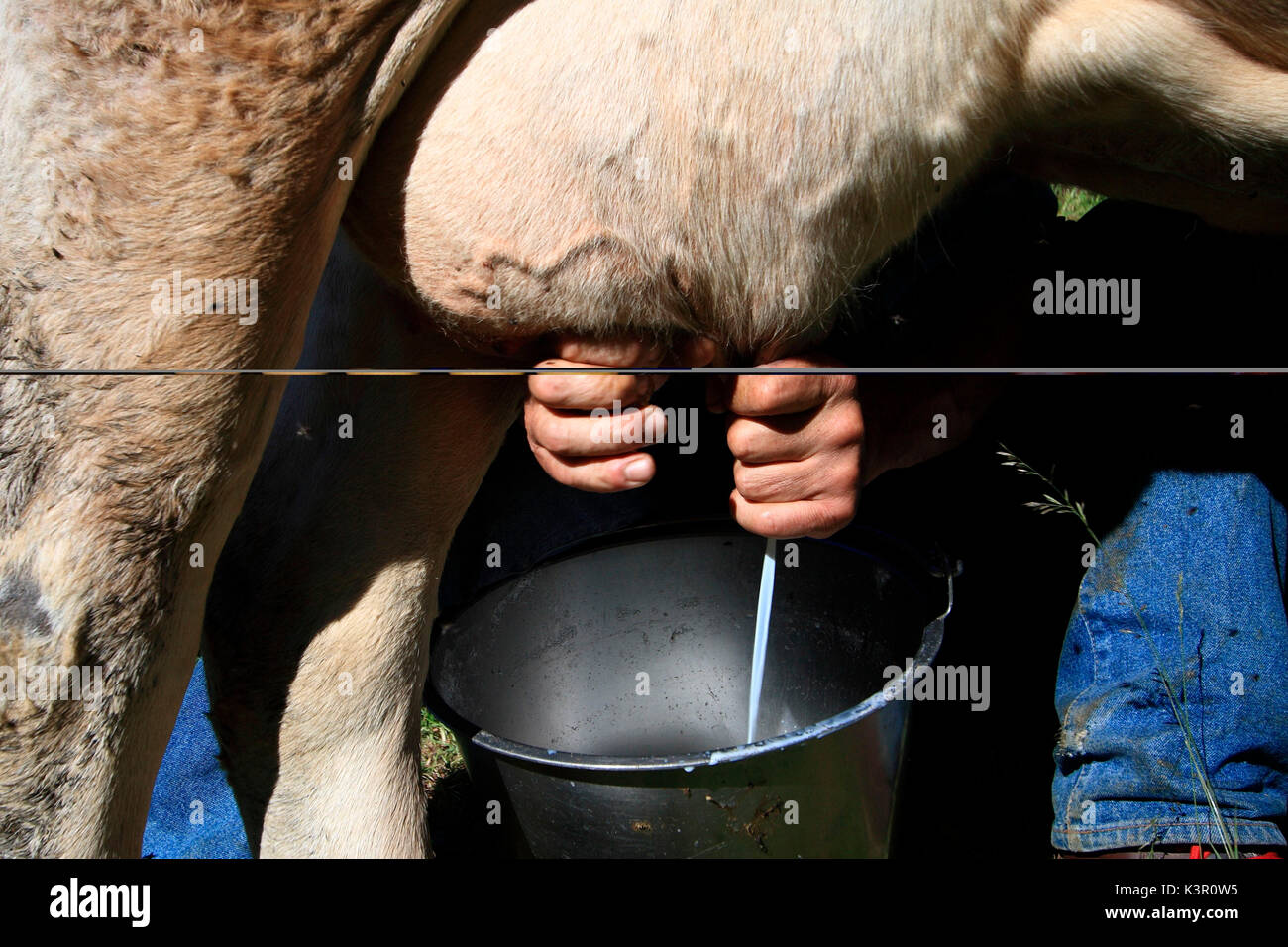 A farmer milking a cow in order to produce the Bitto cheese in the ...