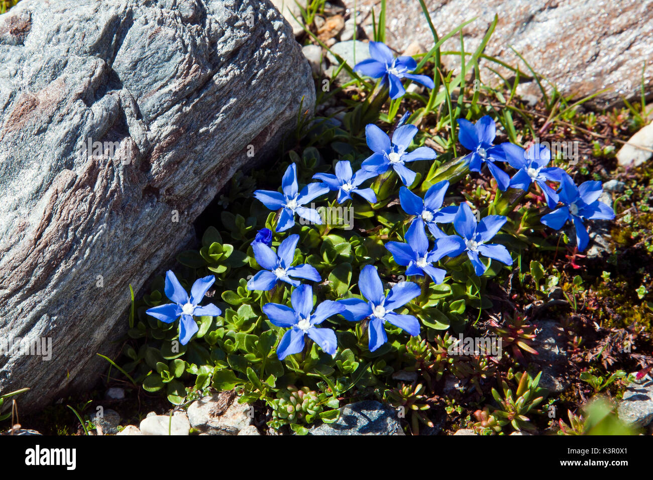 The Spring Gentian or Gentiana Verna is one of the most widespread gentians, found on sunny alpine meadows and moorland, Lombardy Italy Europe Stock Photo