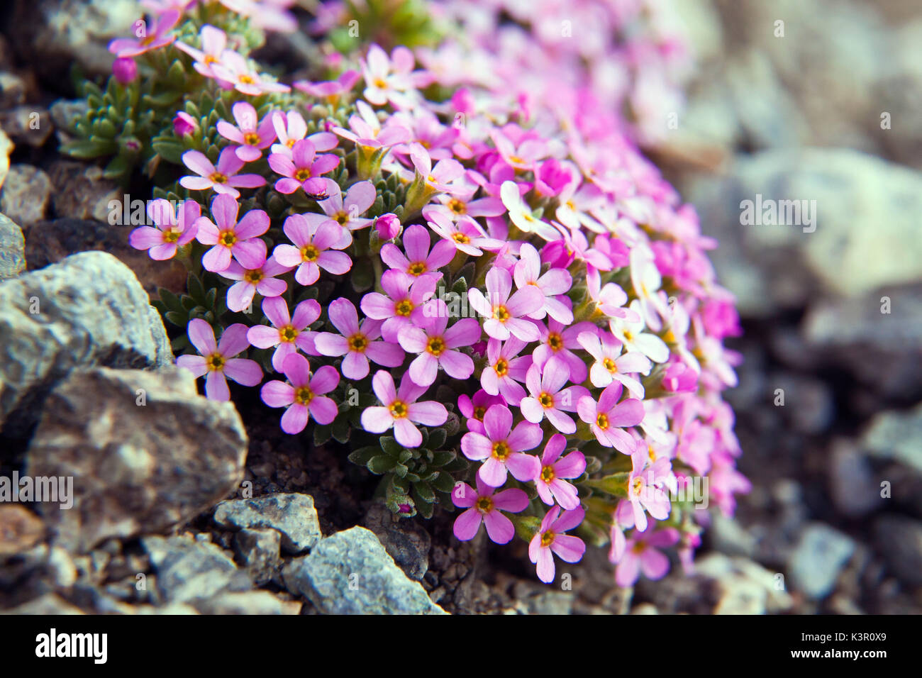 Alpine Rock-Jasmine or Androsace alpina is an alpine plant, endemic to the Alp. In the wild, Androsace alpina grows on silicaceous substrates, particularly granite, and is one of the few plants in the Alps to grow above 3000 metres, Lombardy Italy Europe Stock Photo