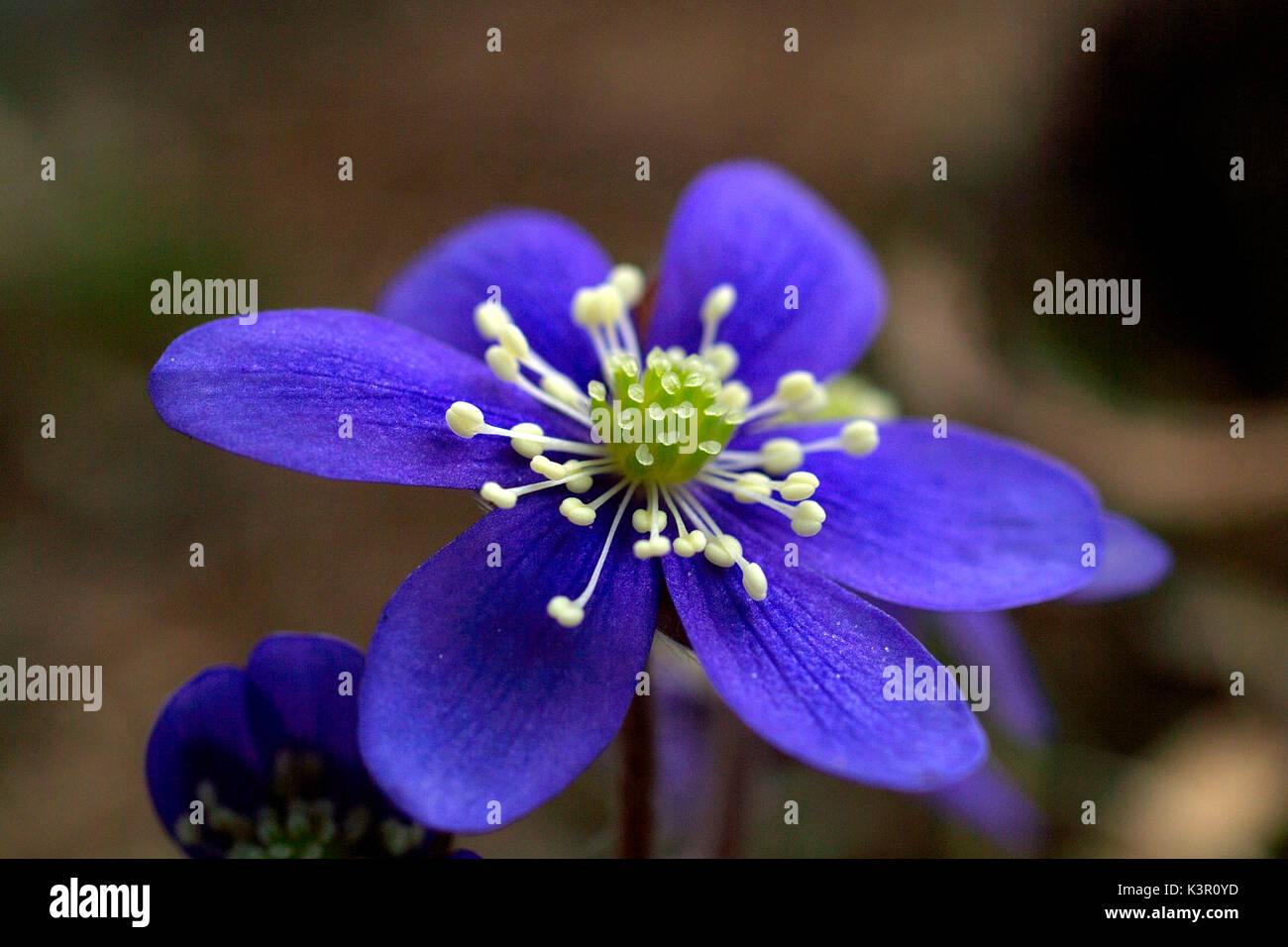 The hepatica (Hepativca nobilis) has pistils which clash with the colour of its petals. Flowers of the mountains in the alps Lombardy Italy Europe Stock Photo