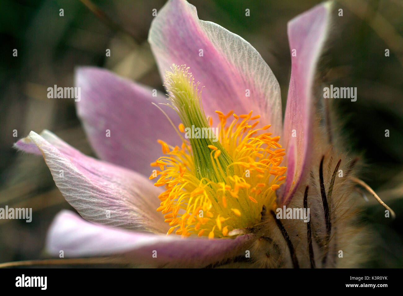 Pulsatilla alpina (alpine pasqueflower or alpine anemone) is a species of flowering plant in the family Ranunculaceae, native to the mountain ranges of central and southern Europe, Lombardy Italy Stock Photo