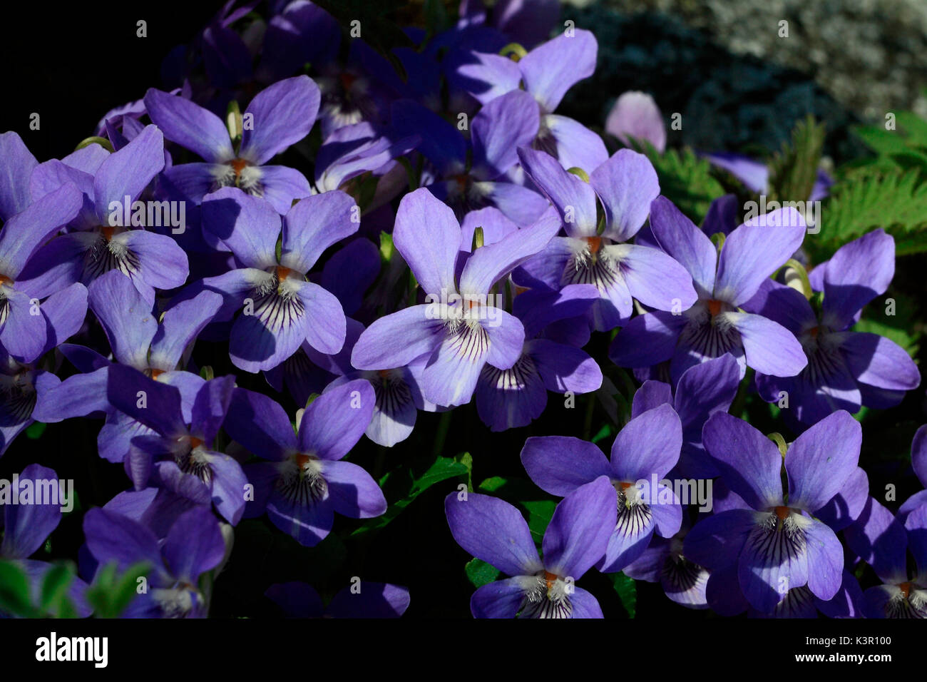 Viola is a genus of flowering plants in the violet family Violaceae. Lombardy Italy Europe Stock Photo