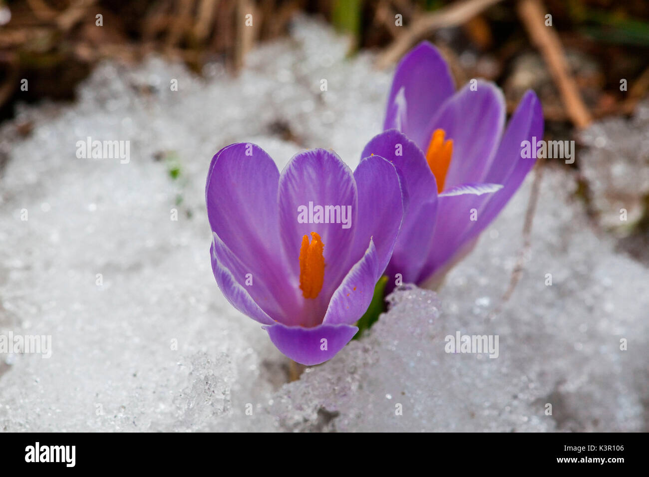 Crocus are one of the brightest and earliest spring blooming flowers. Lombardy Italy Europe Stock Photo