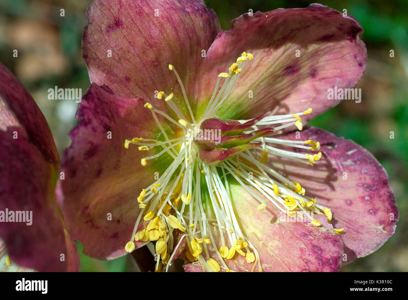 Helleborus niger, commonly called Christmas rose or black hellebore, is an evergreen perennial flowering plant in the buttercup family, Ranunculaceae Lombardy Italy Europe Stock Photo
