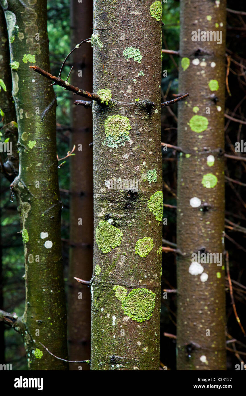 Tree trunks covered with moss in a wet wood Lombardy Italy Europe Stock Photo