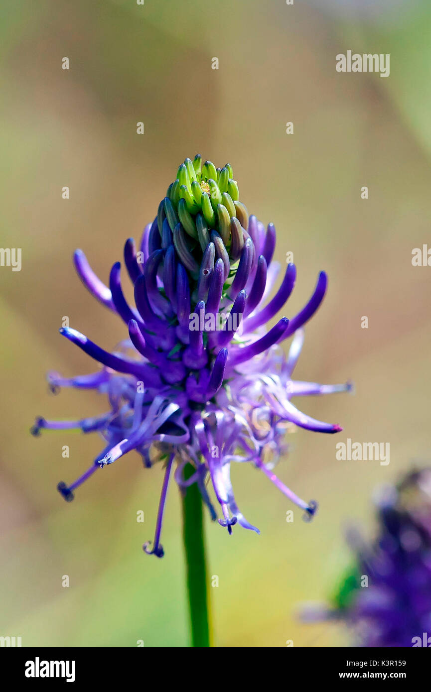 The Phyteuma spicatum or Spiked Rampion is a widespread flower in the Alps. Lombardy Italy Europe Stock Photo