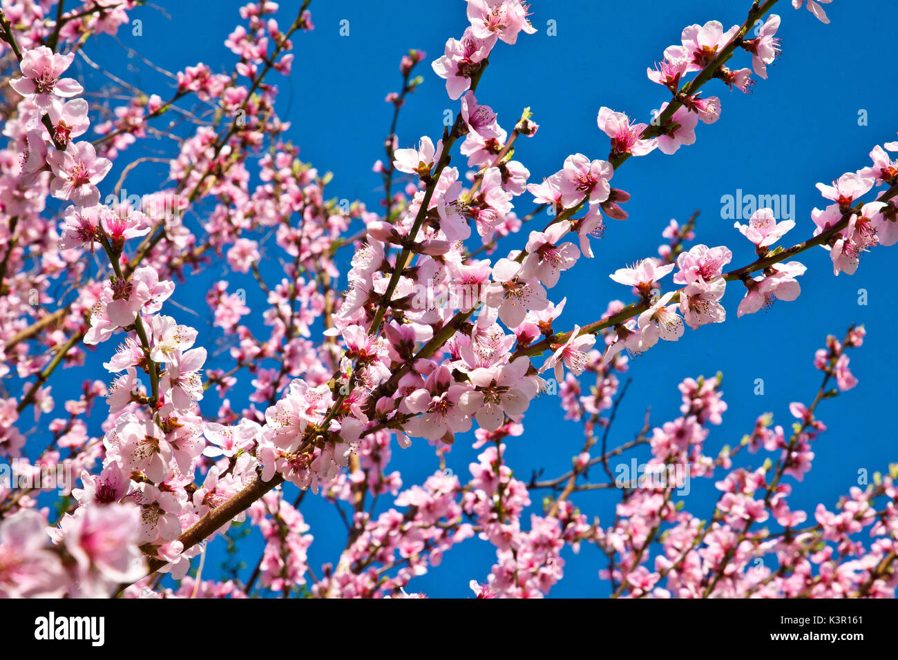 The bright blue of the sky contrasting with the subtle pink of a blooming peach tree. Lombardy Italy Europe Stock Photo