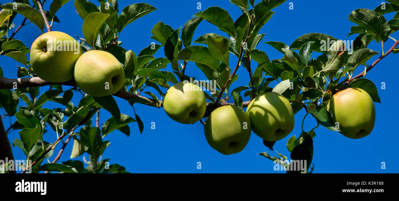 Yellow apples from Tirano, Valtellina, Lombardy Italy Europe Stock Photo