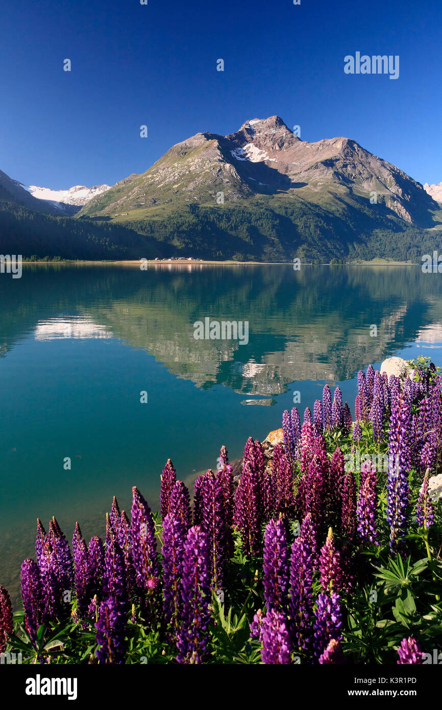 Piz De La Margna reflected in the lake of Sils in the first hours of the morning. In close-up blooming Aconitum Napellus, flower as beautiful as poisonous, High Enagadine, Switzerland Europe Stock Photo