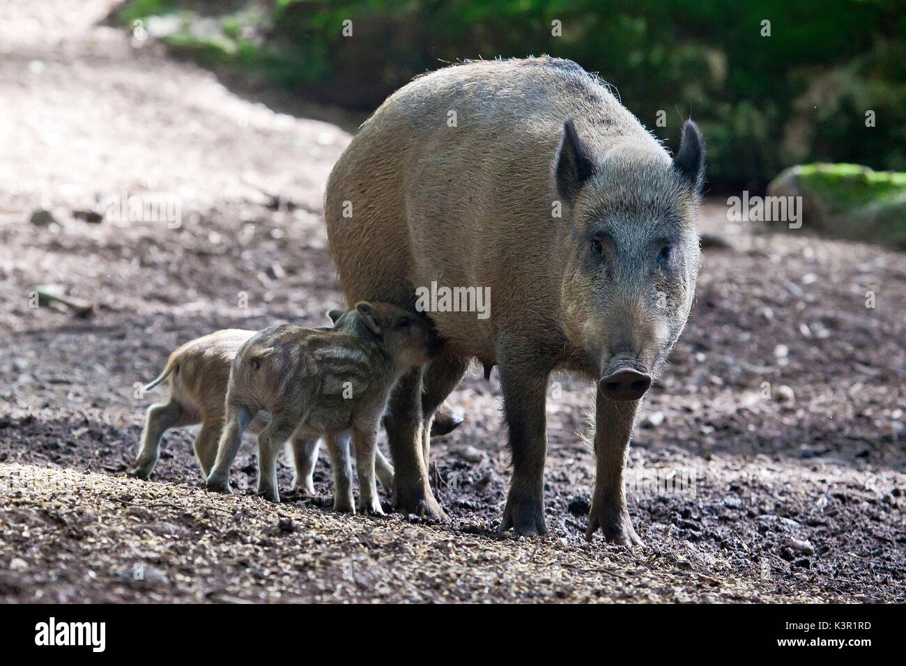 The european boar (Sus Scrofa), from the family bof the pigs, lives in the woods of the Alps even if it can adapt to every kind of habitat. In this picture the mother is feeding the cubs in the woods of Baviera ( Bayerischewald) Germany Europe Stock Photo