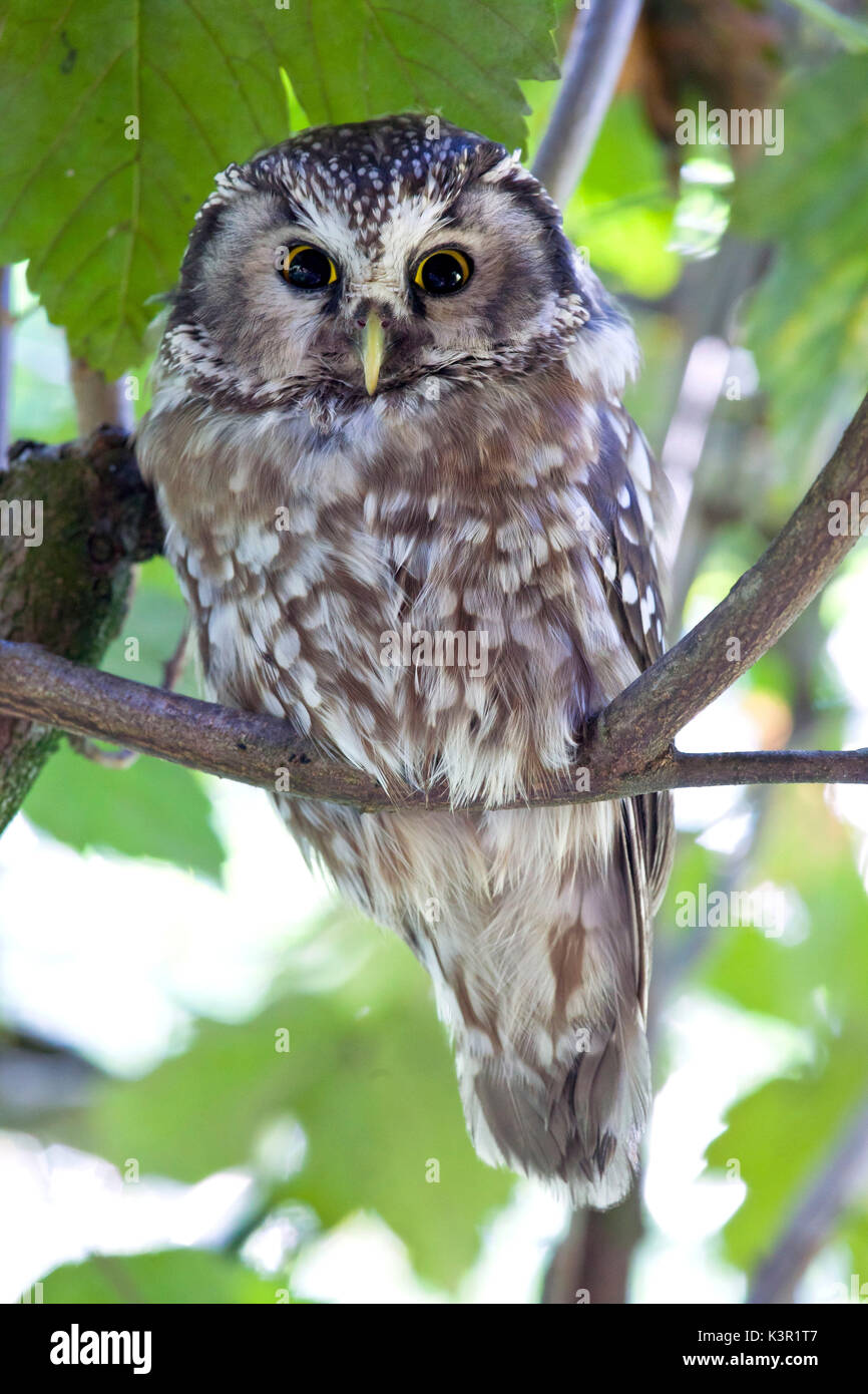 The boreal owl (Aegolius funereus) is a nocturn bird of prey that lives in the woods in the alps. Park of Baviera Bayerischewald. Germany Europe Stock Photo