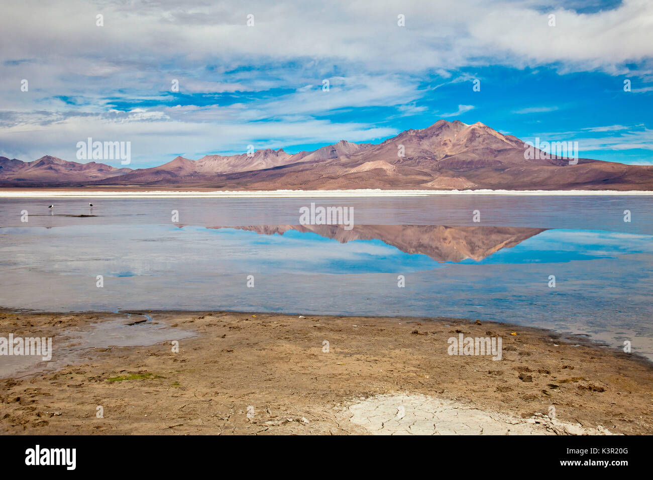 The volcanic cones of the Andes are reflected in the saltwater lagoon of the Salar de Surire Natural Monument. Chile. South America Stock Photo