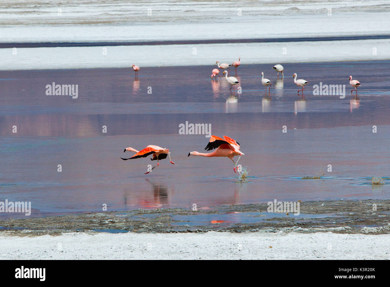 Pair of flamingos attempting take off from the surface of the Salar de Surire Natural Monument. Chile. South America Stock Photo