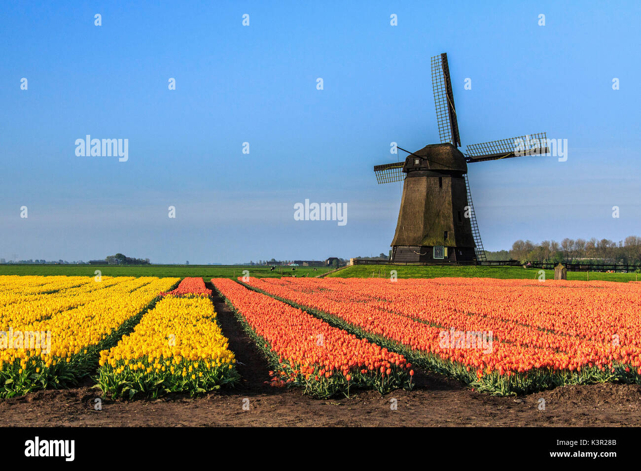 Multicolored tulip fields and blue sky frame the windmill in spring ...