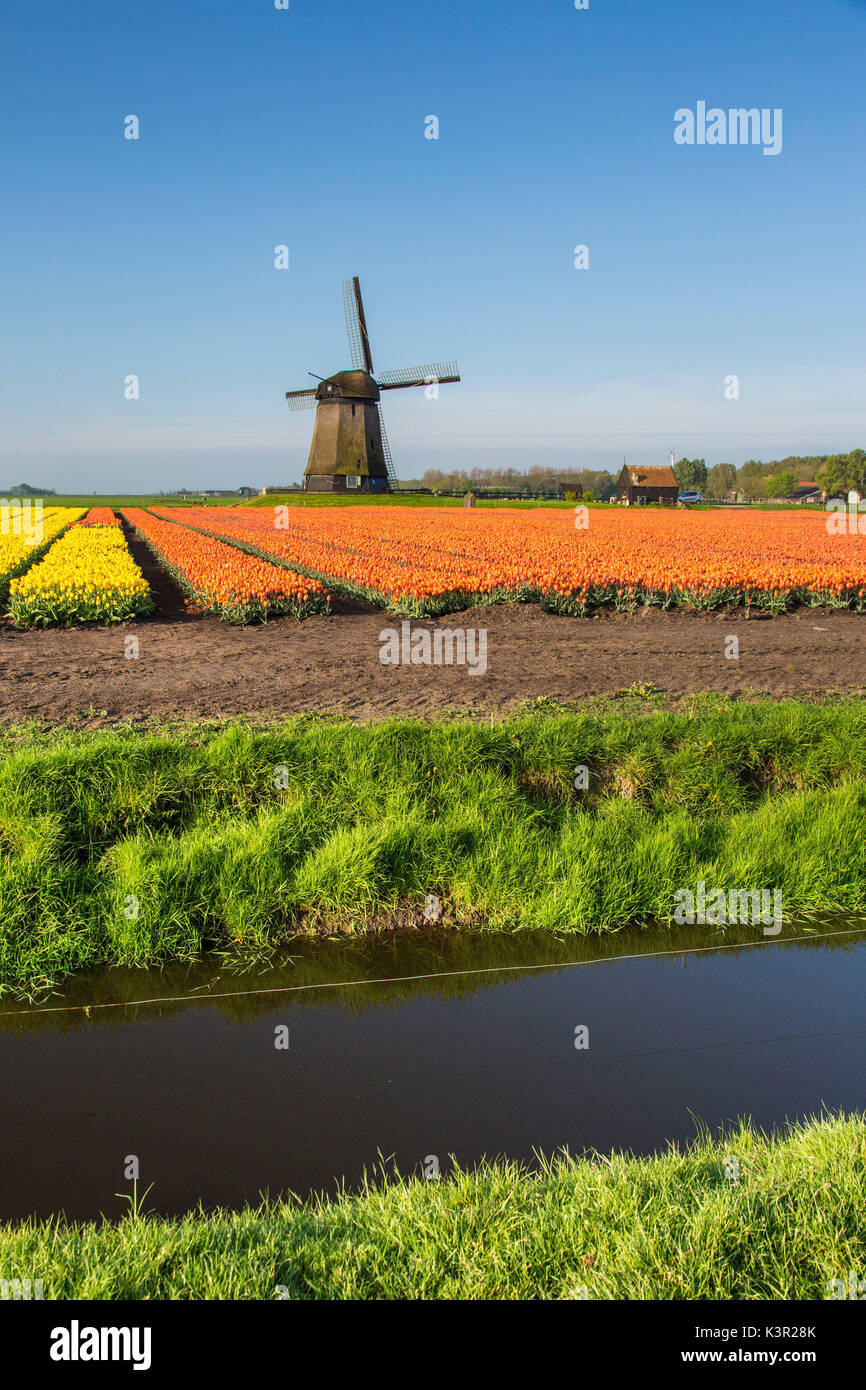 Multicolored tulip fields and blue sky frame the windmill in spring ...
