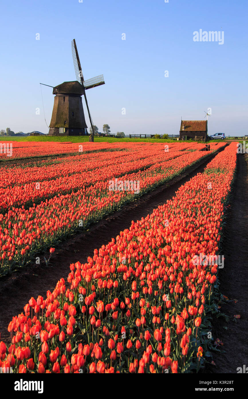 Red tulip fields and blue sky frame the windmill in spring Berkmeer Koggenland North Holland Netherlands Europe Stock Photo