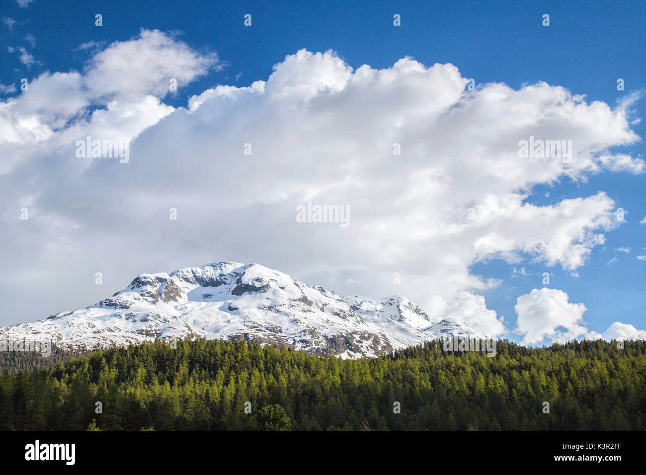 Snow capped mountains and green woods at spring Canton of Graubünden Engadine Switzerland Europe Stock Photo