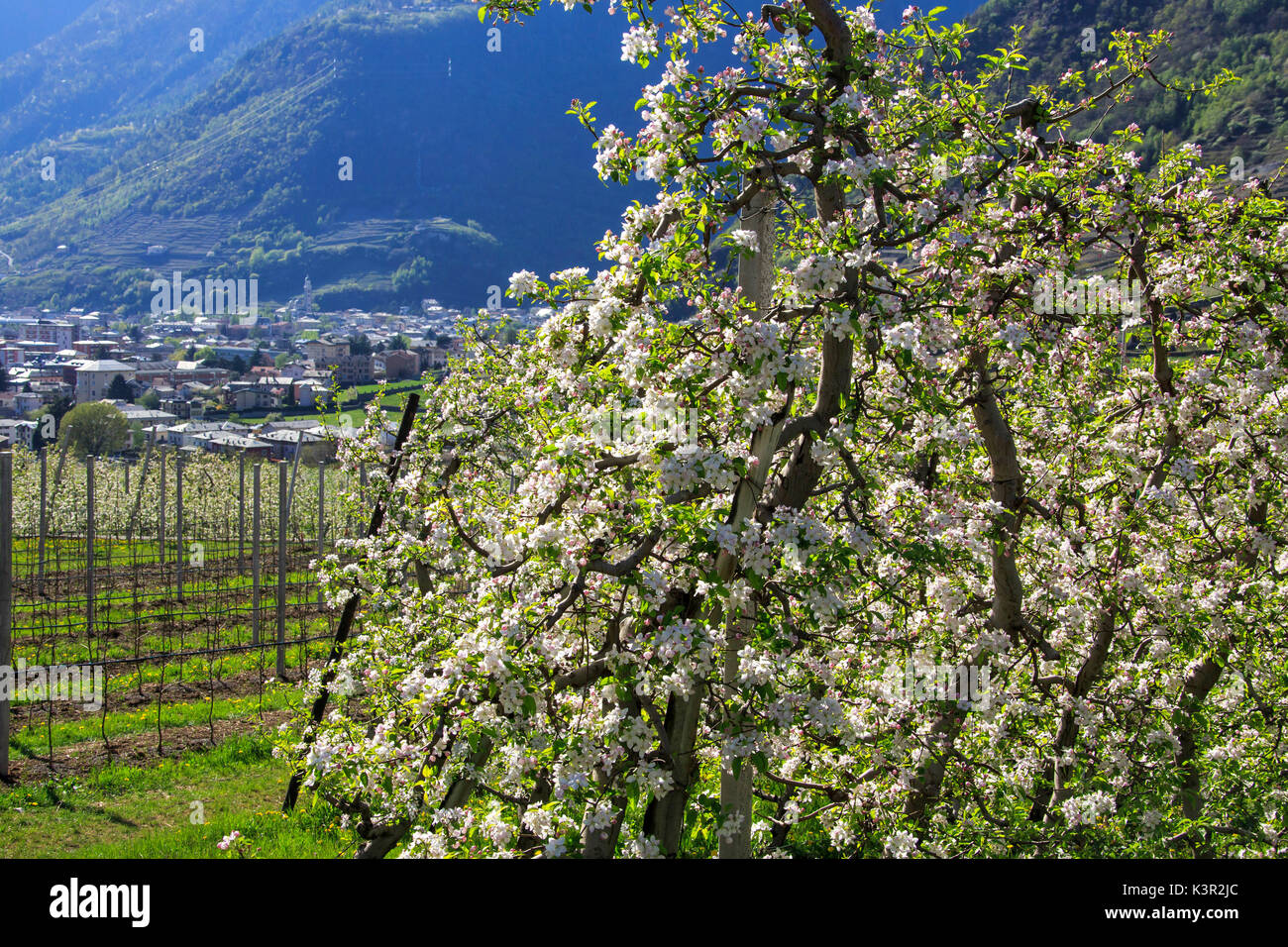Flowering apple orchards Villa of Tirano Province of Sondrio Lombardy Valtellina Italy Europe Stock Photo