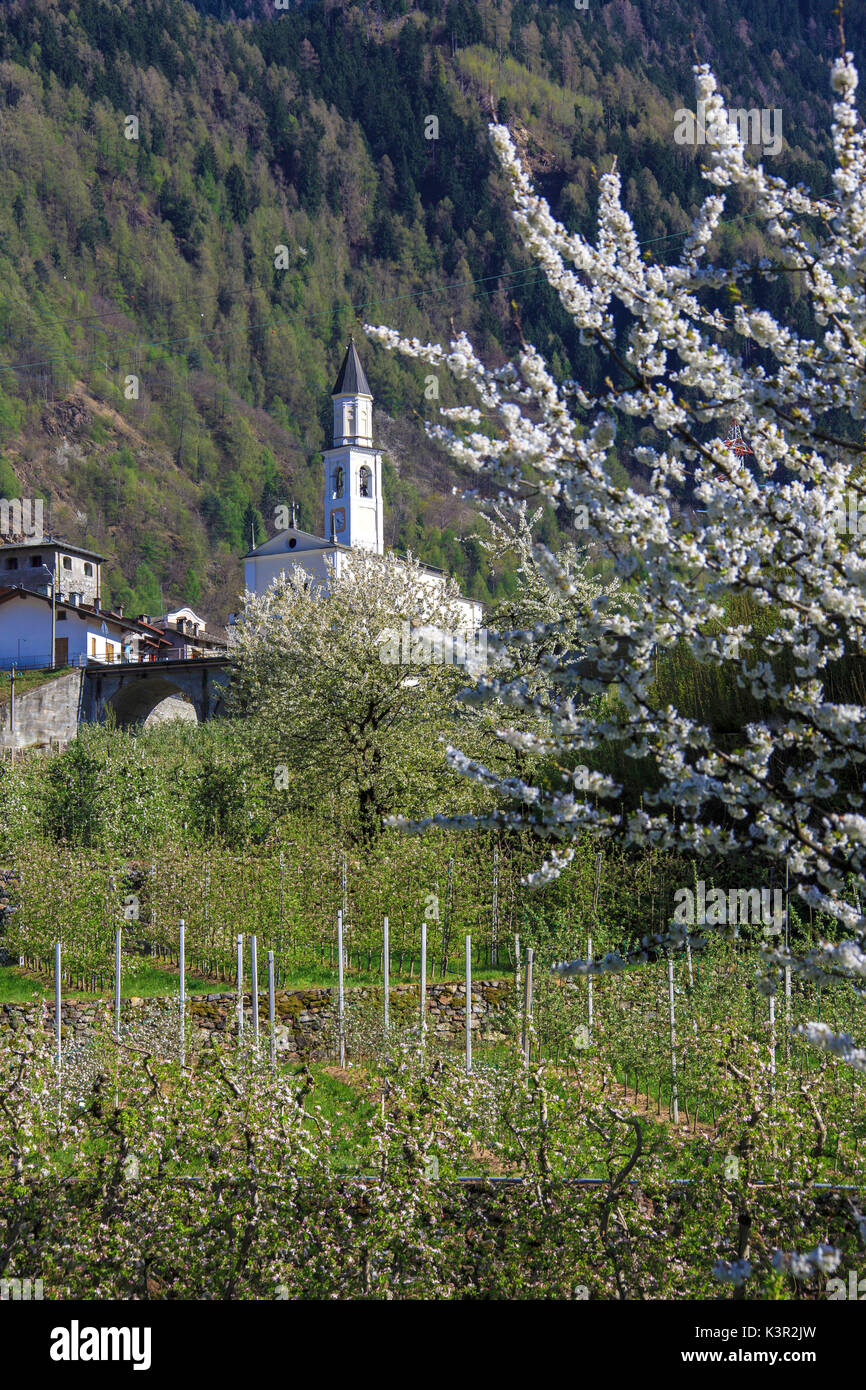 Flowering apple orchards frame the old church Villa of Tirano Province of Sondrio Lombardy Valtellina Italy Europe Stock Photo